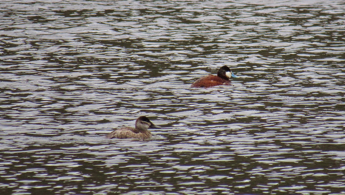 Ruddy Duck - ML154363621