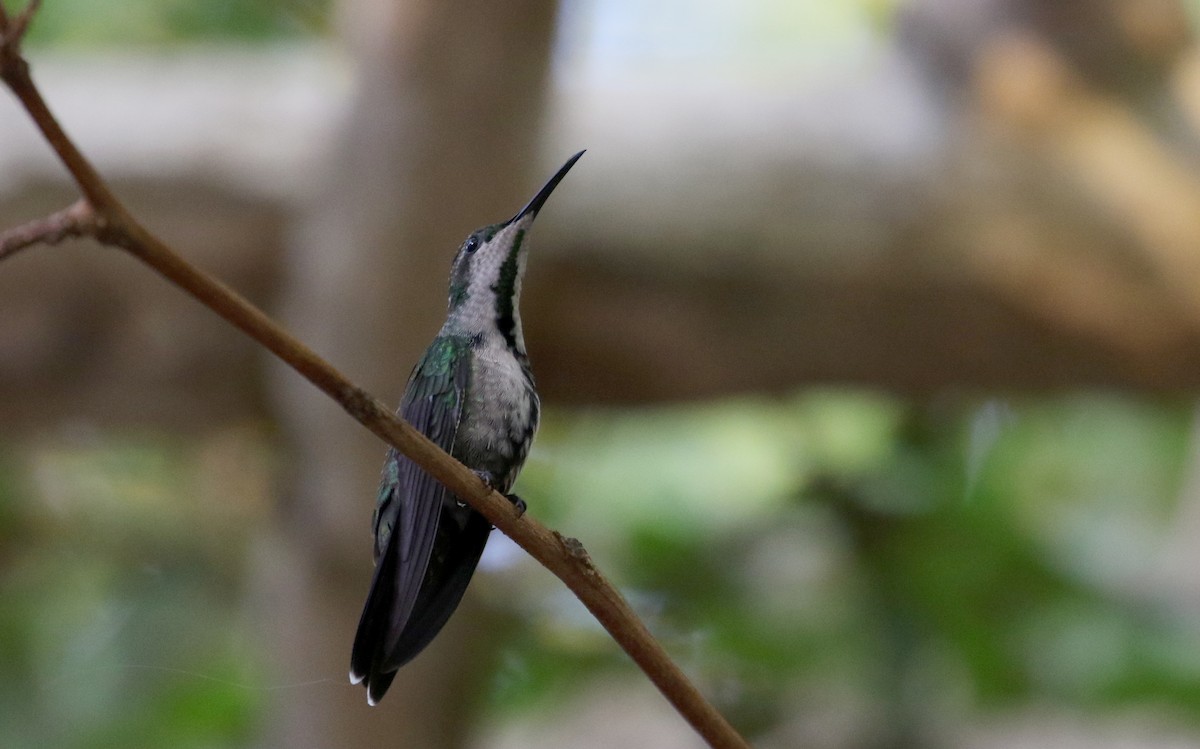 Hispaniolan Mango - Jay McGowan