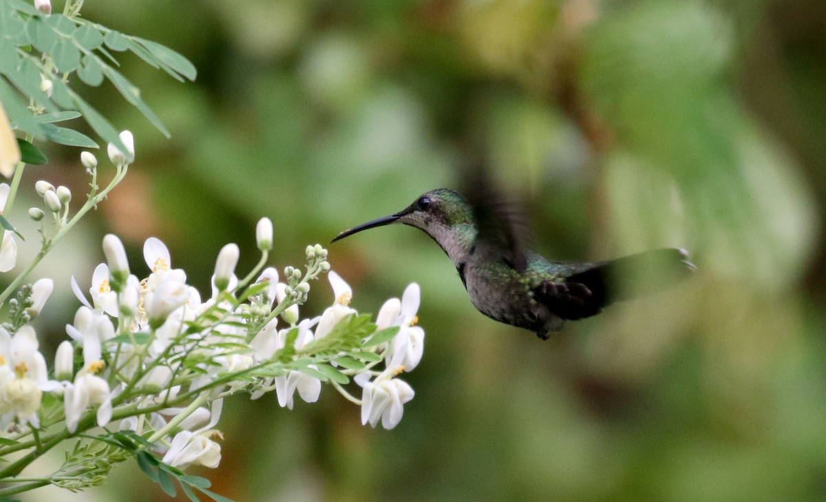 Dominikanermangokolibri - ML154363771