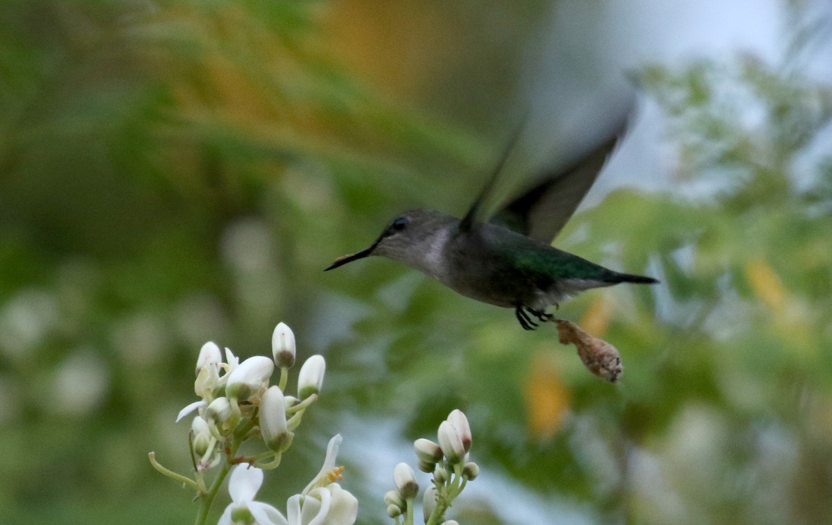 Vervain Hummingbird - ML154363861