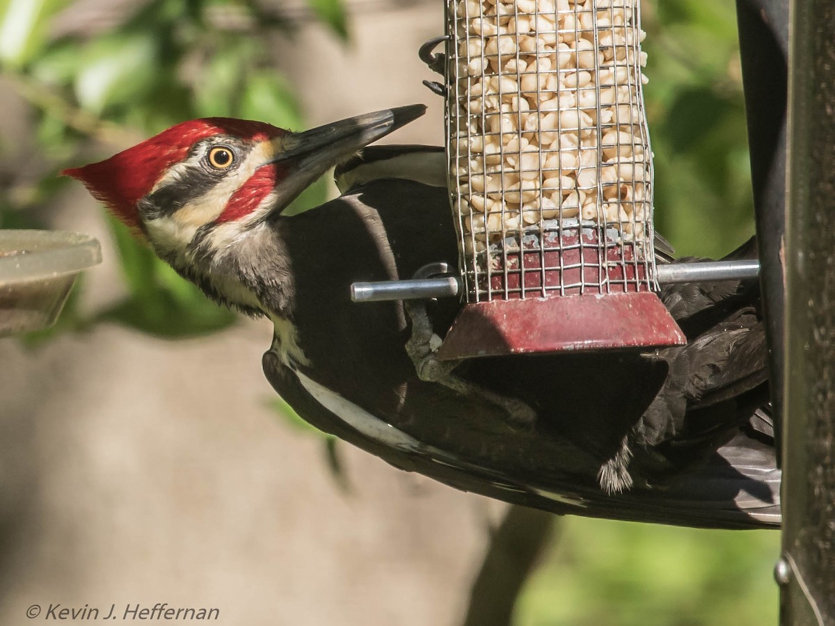 Pileated Woodpecker - Kevin Heffernan