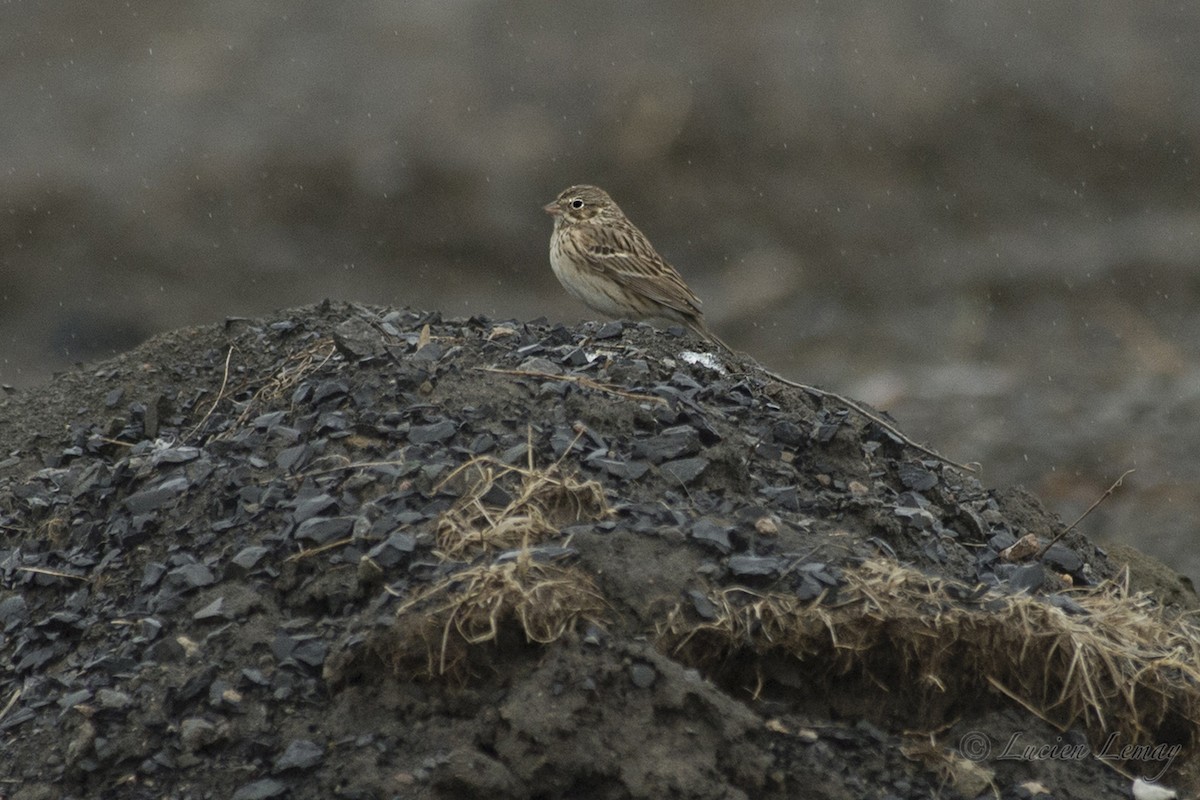 Vesper Sparrow - Lucien Lemay