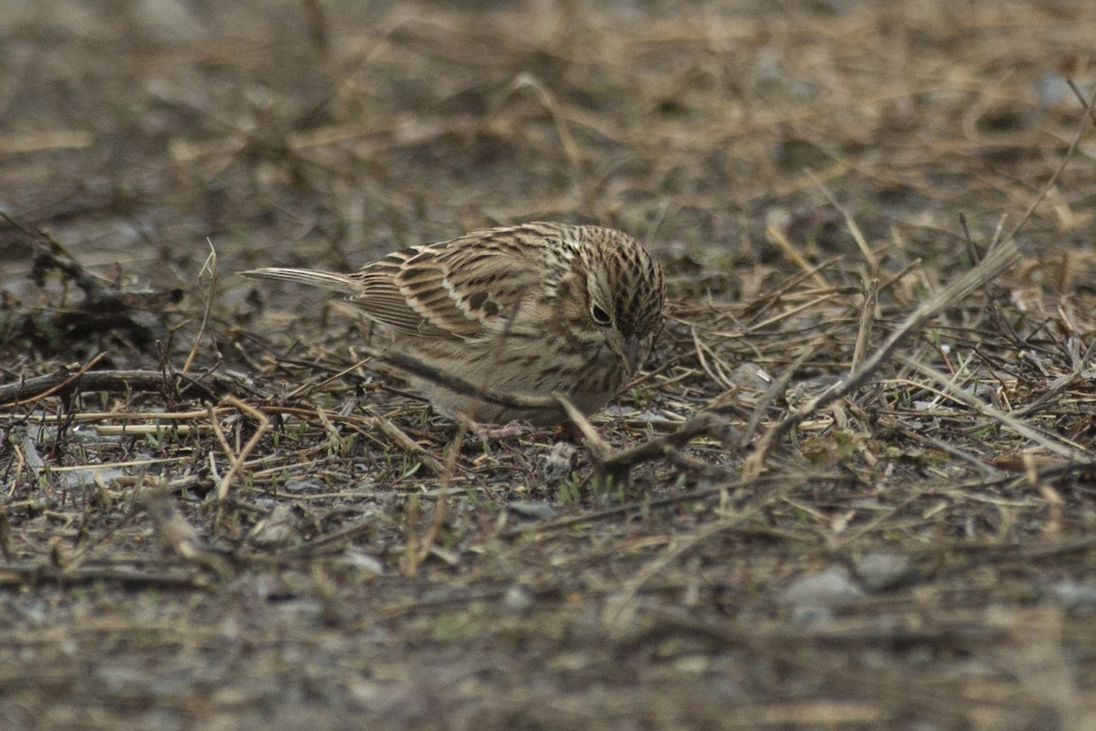 Vesper Sparrow - Lucien Lemay