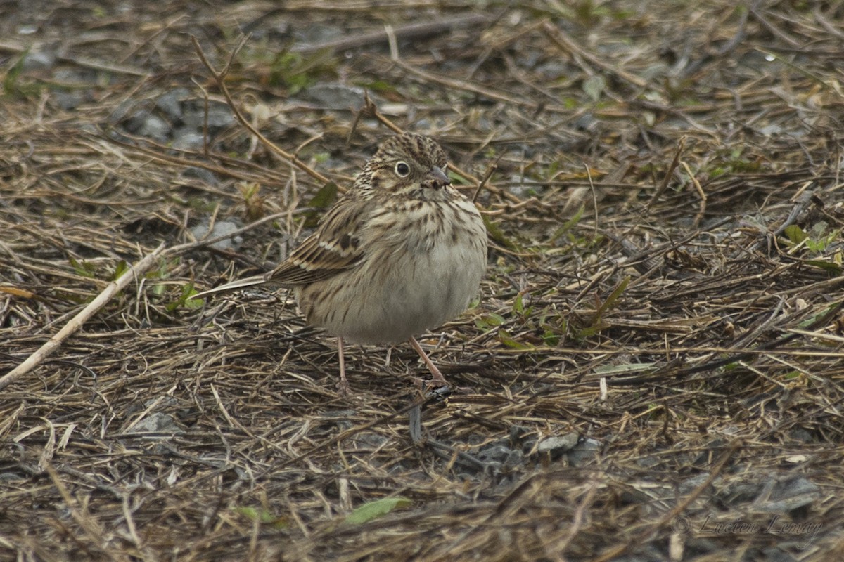 Vesper Sparrow - ML154364821