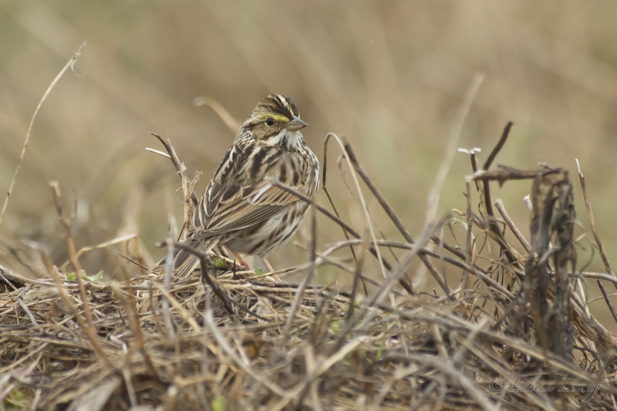 Savannah Sparrow - ML154364881