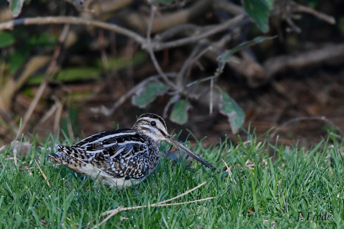 Common Snipe - José Frade