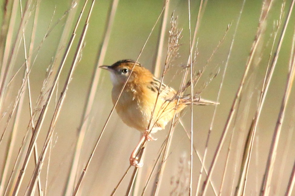 Golden-headed Cisticola - ML154365151