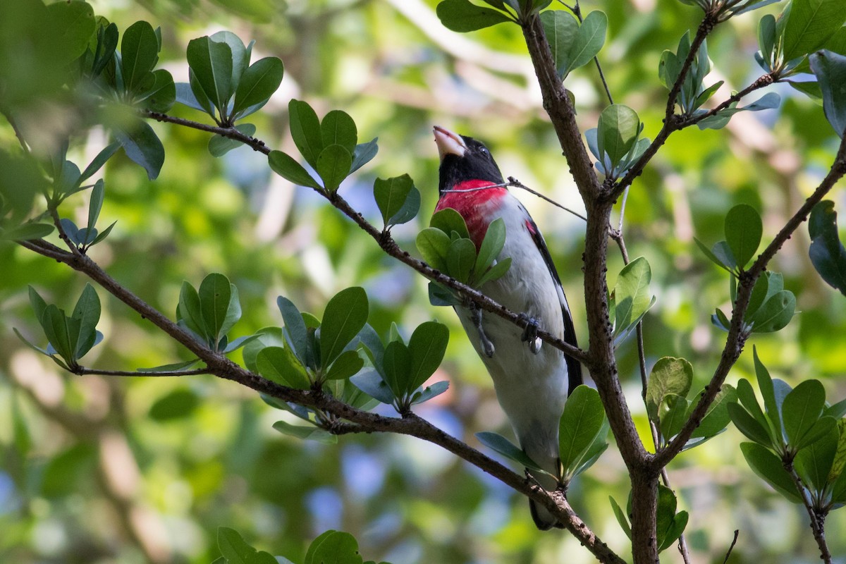 Rose-breasted Grosbeak - ML154365831