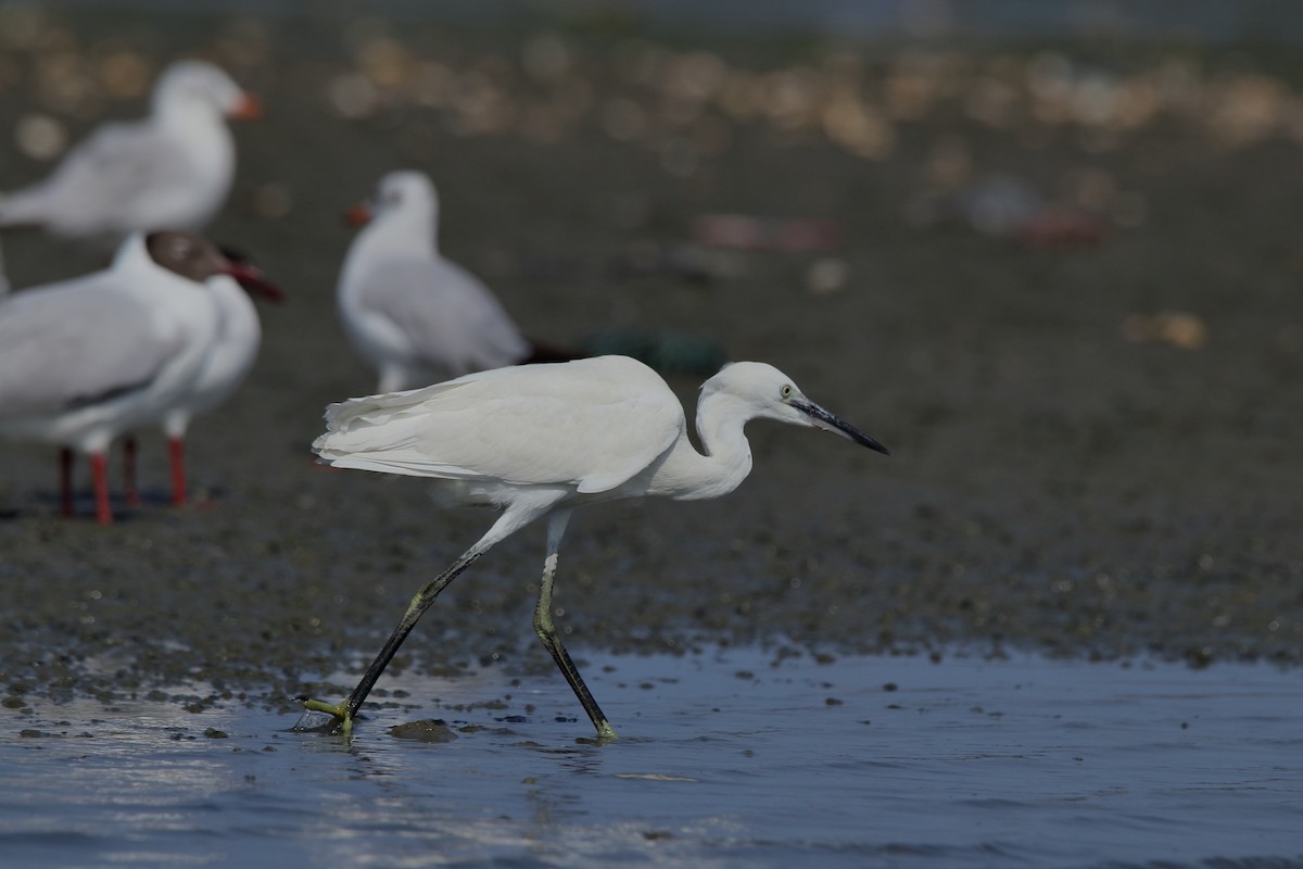 Little Egret - ML154368151