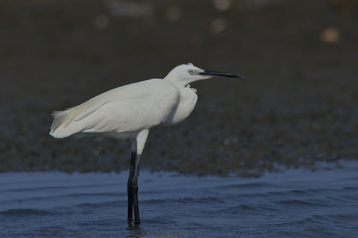 Little Egret - ML154368291