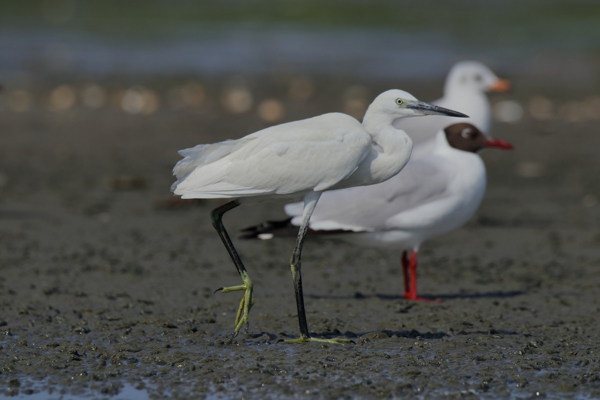 Little Egret - Harshith JV