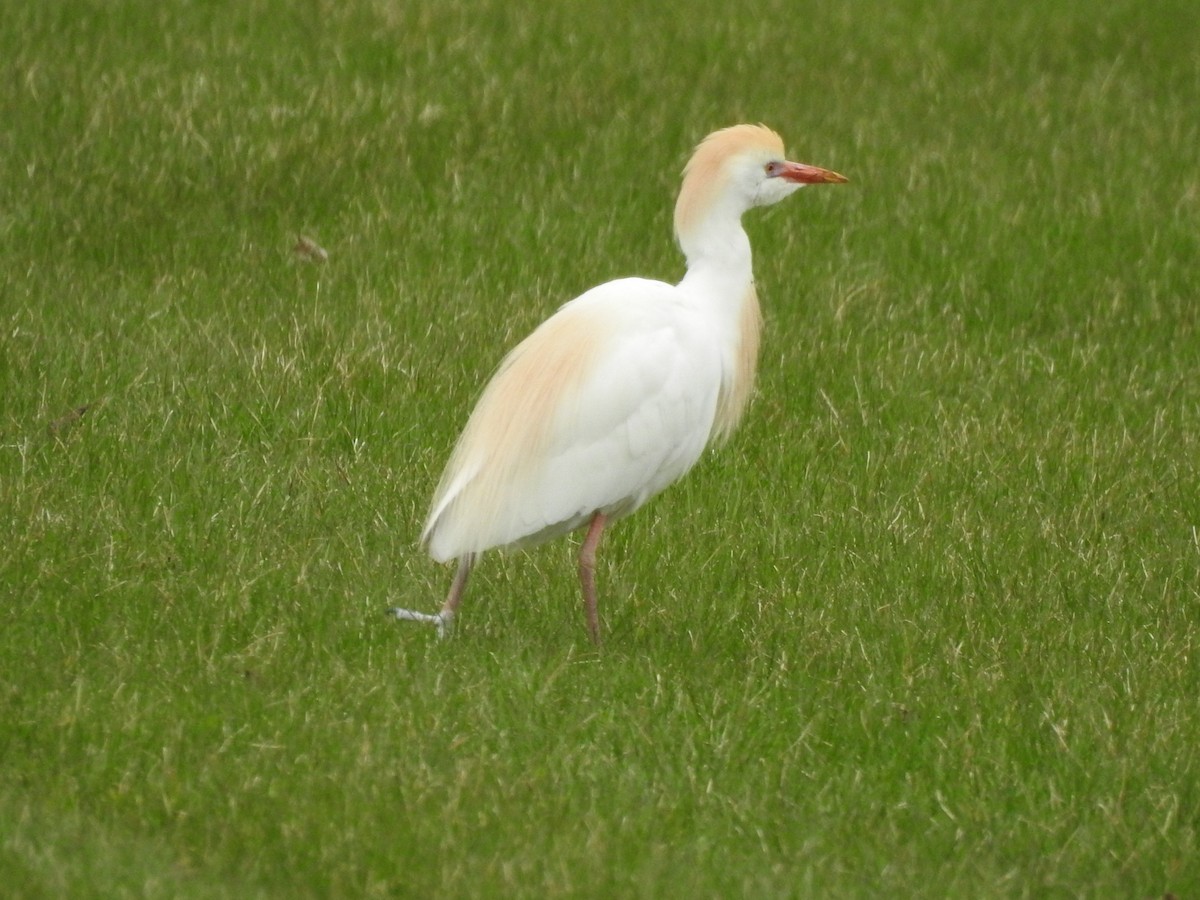 Western Cattle Egret - ML154368531