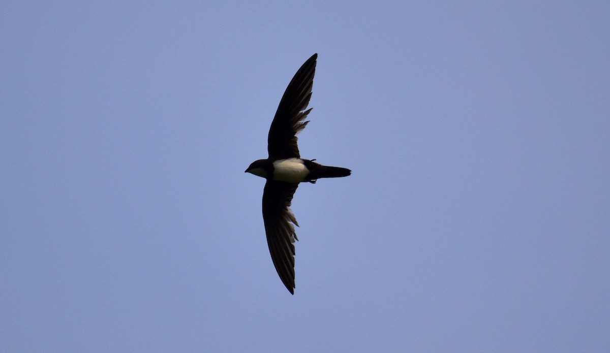 Alpine Swift - ML154368711