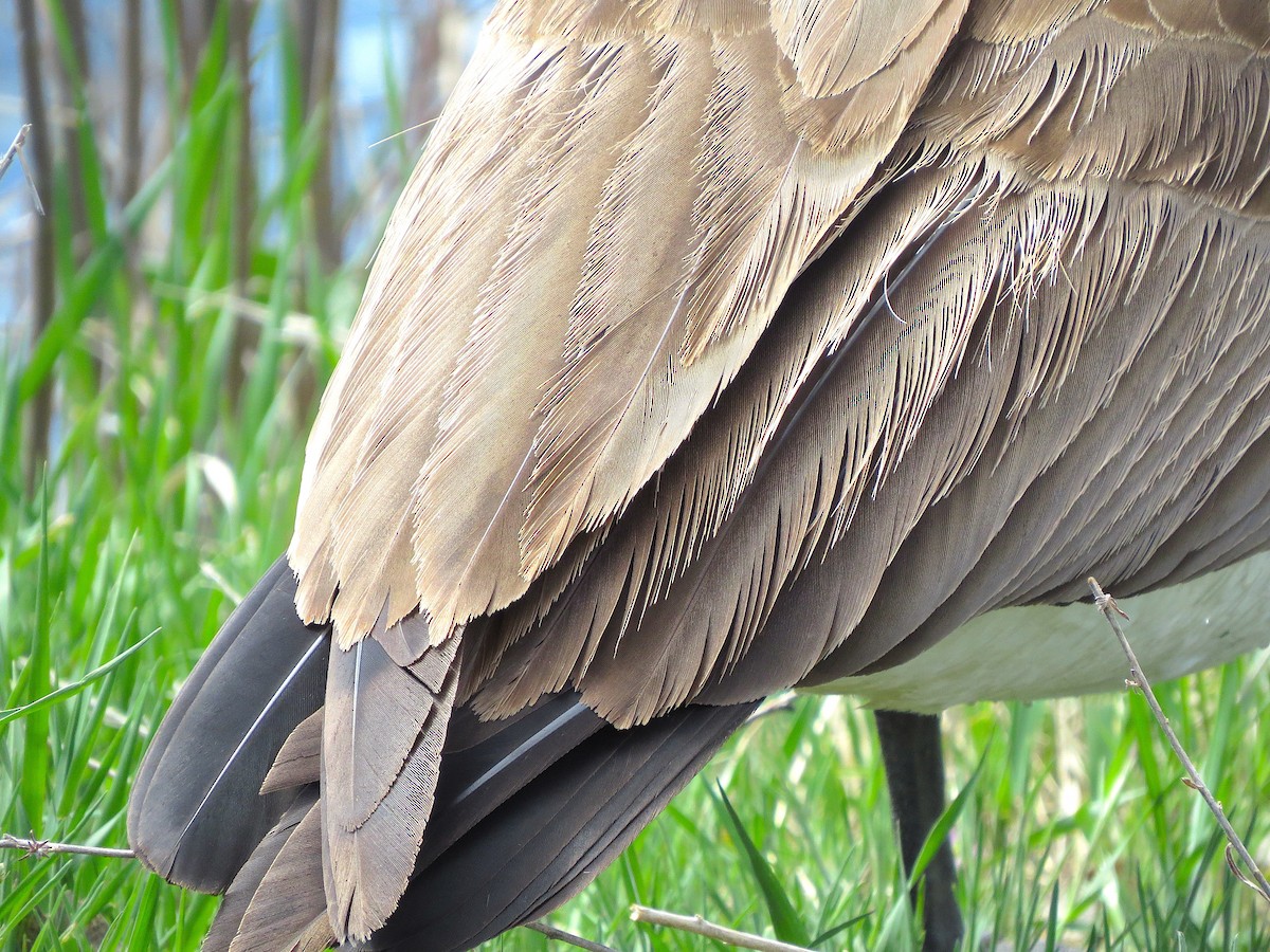 Canada Goose (moffitti/maxima) - ML154369761