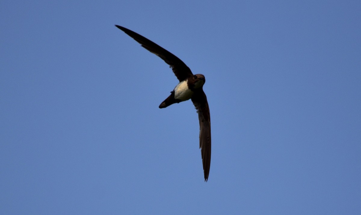 Alpine Swift - ML154370111