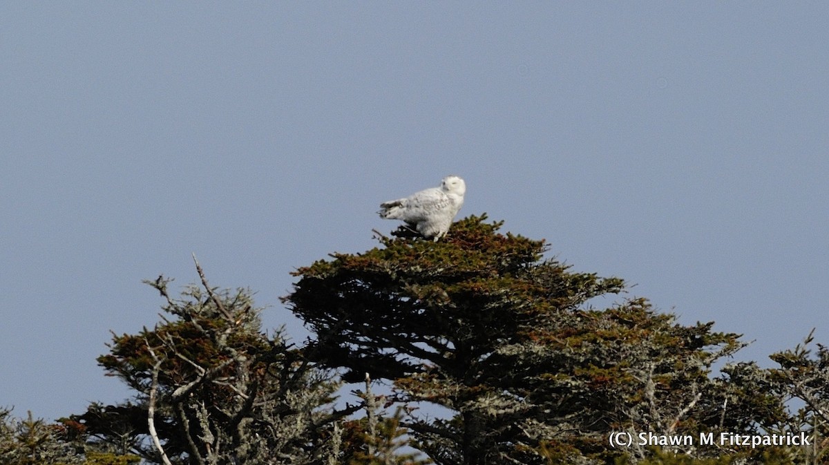 Snowy Owl - ML154370941