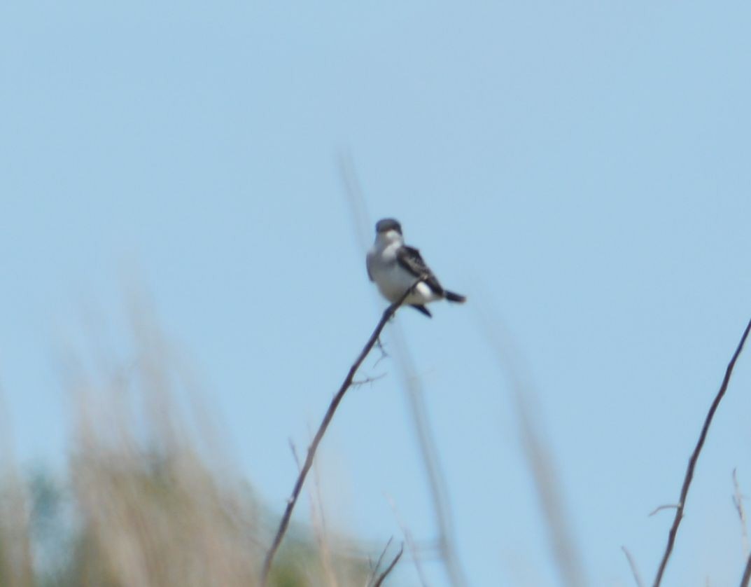 Eastern Kingbird - ML154371301