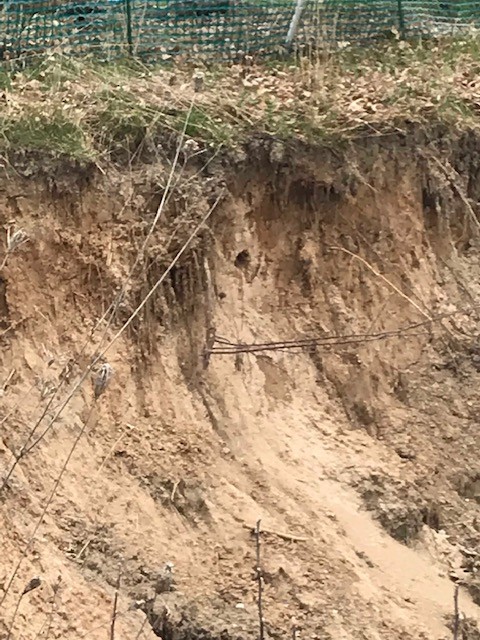 Northern Rough-winged Swallow - ML154373871