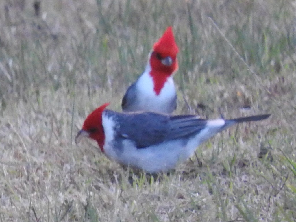 Red-crested Cardinal - ML154374011