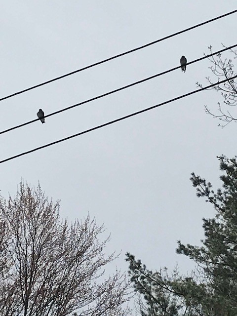 Northern Rough-winged Swallow - ML154374031