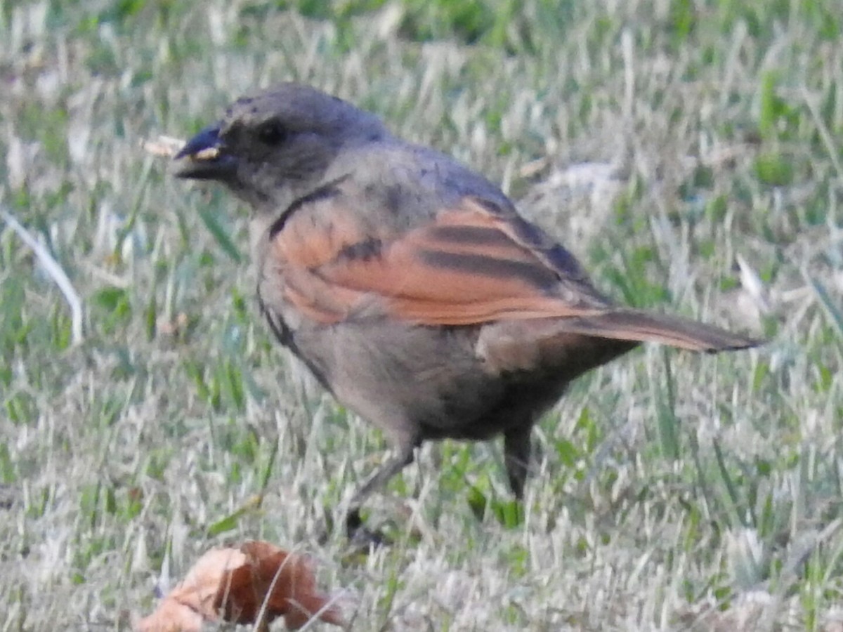Screaming Cowbird - ML154374081