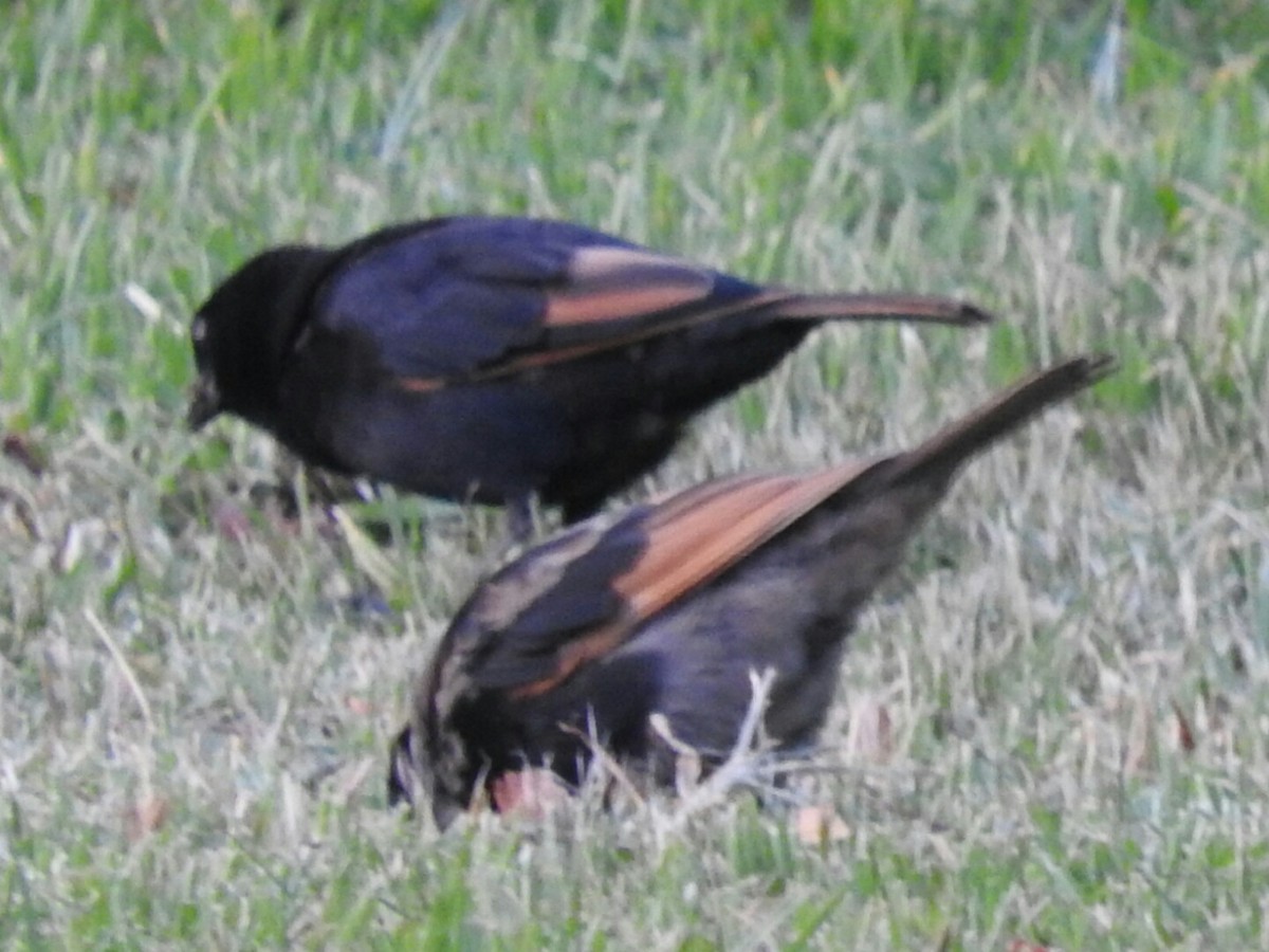 Screaming Cowbird - ML154374091
