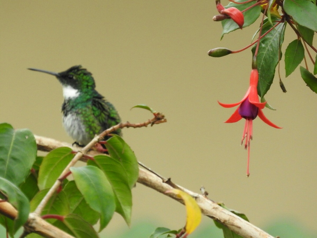 White-throated Hummingbird - ML154374191