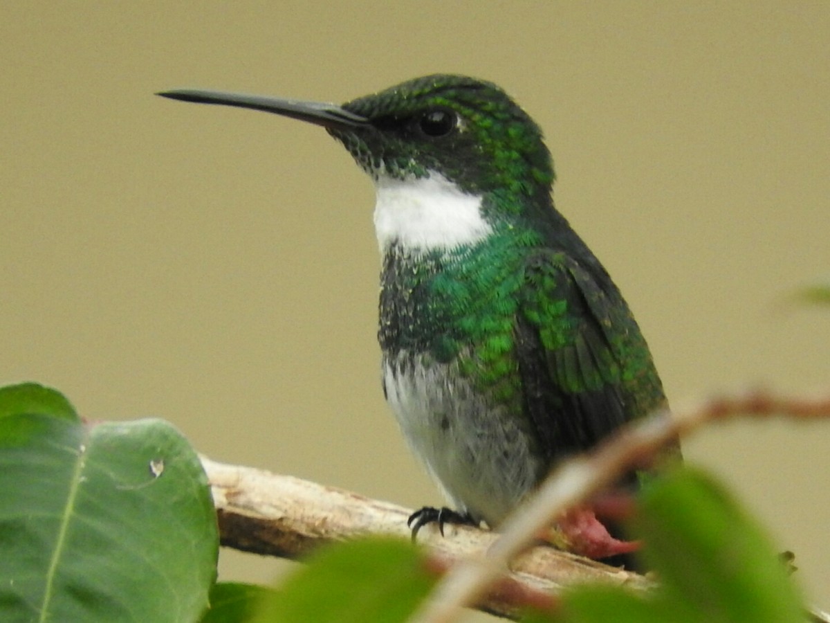 White-throated Hummingbird - ML154374201