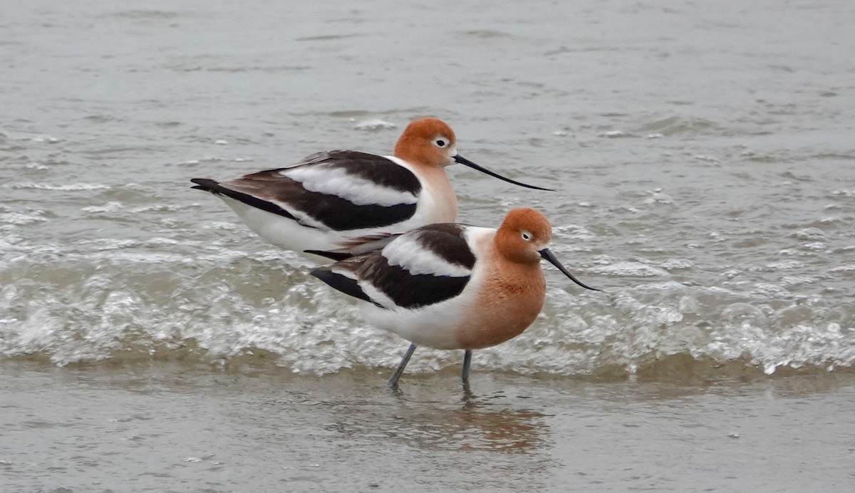 American Avocet - Gale VerHague