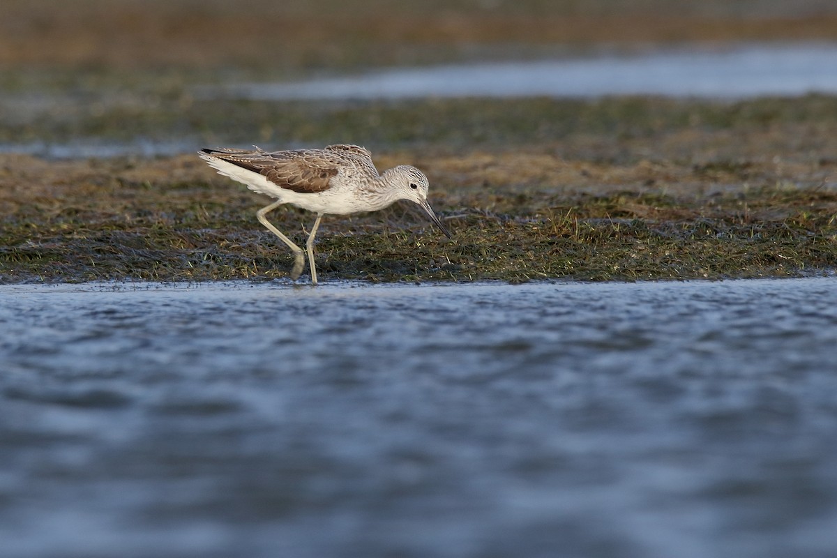 Common Greenshank - ML154375691