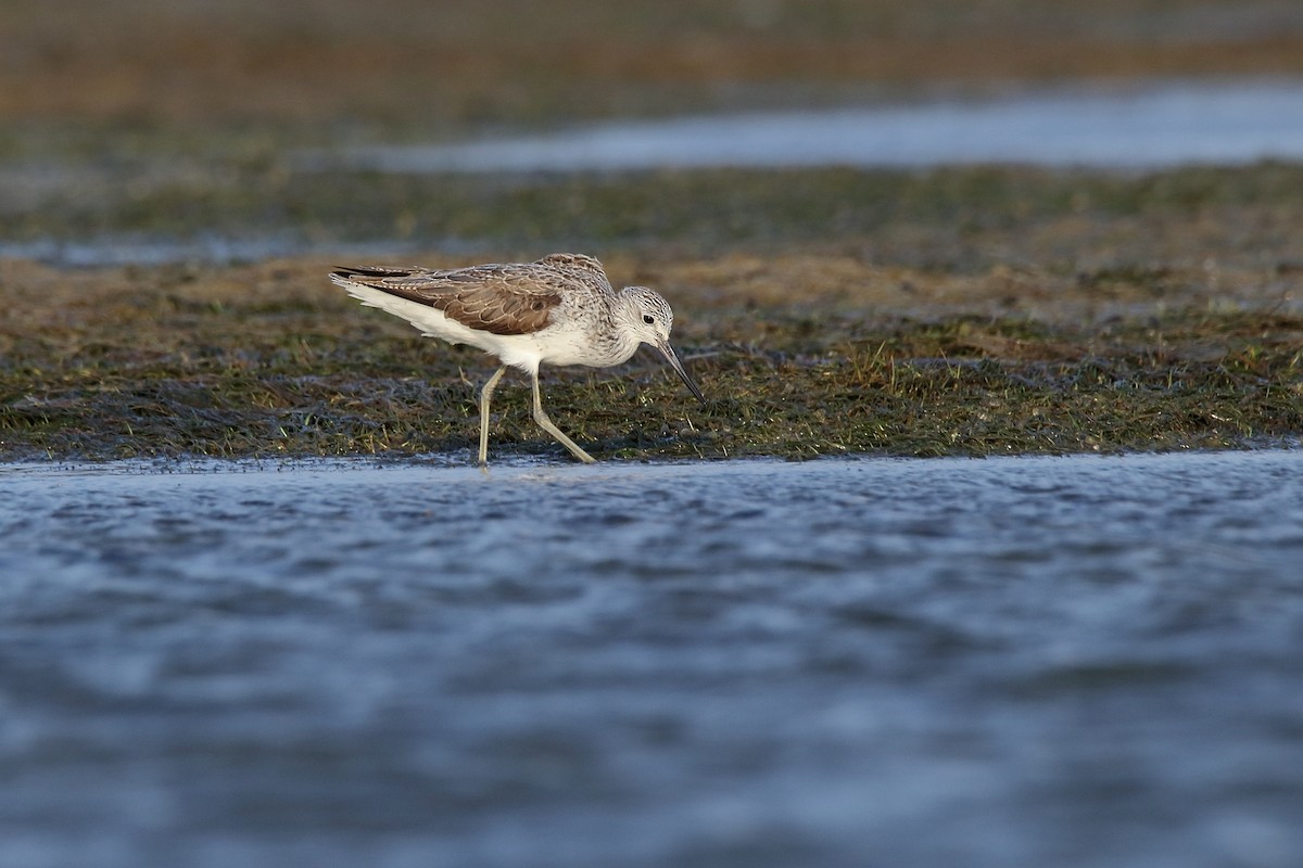 Common Greenshank - ML154375701