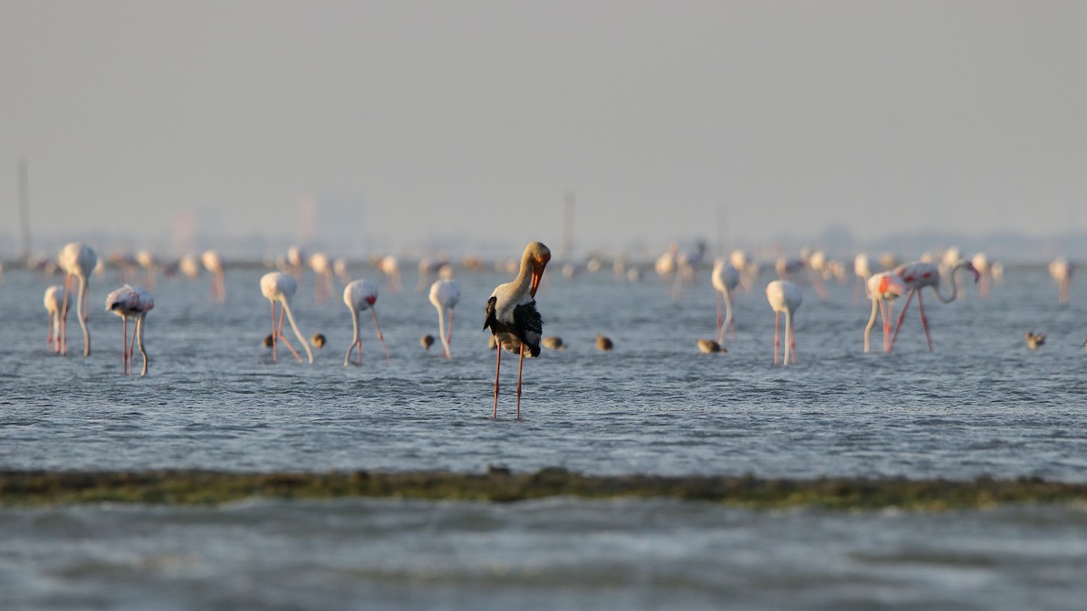 Painted Stork - ML154375711