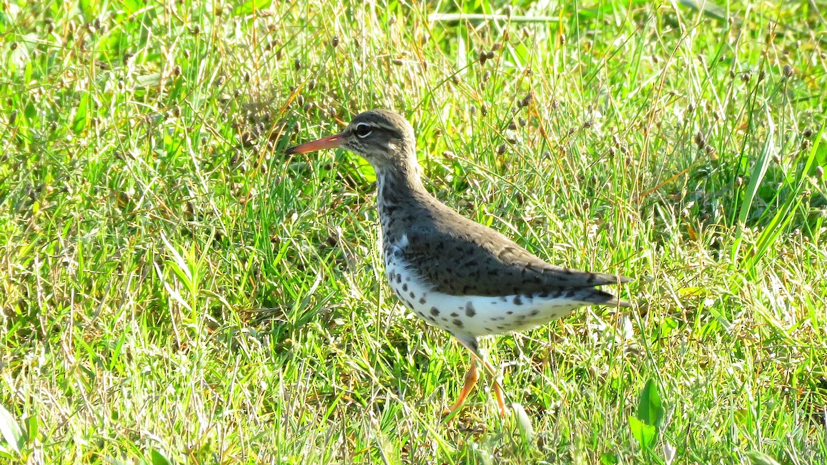 Spotted Sandpiper - Neil Diaz