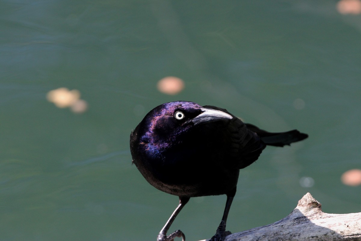 Common Grackle - ML154376221