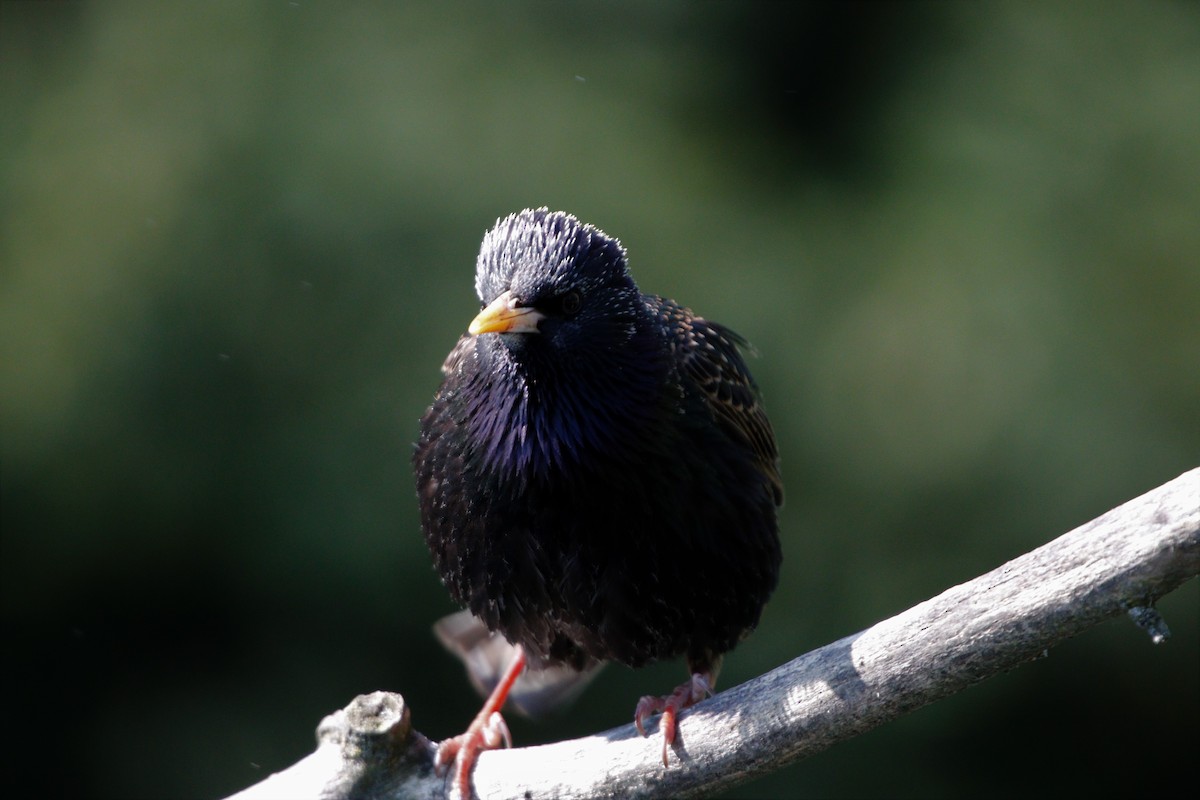 European Starling - ML154376351