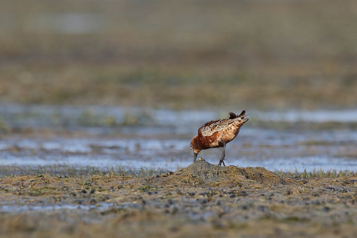 Curlew Sandpiper - Harshith JV