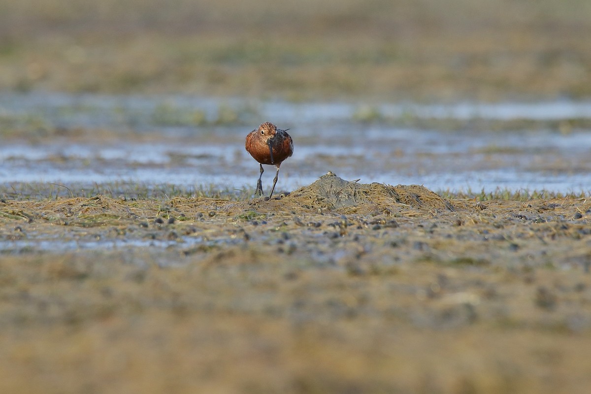 Curlew Sandpiper - Harshith JV