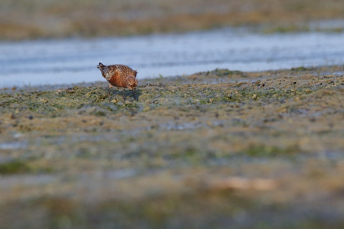 Curlew Sandpiper - Harshith JV