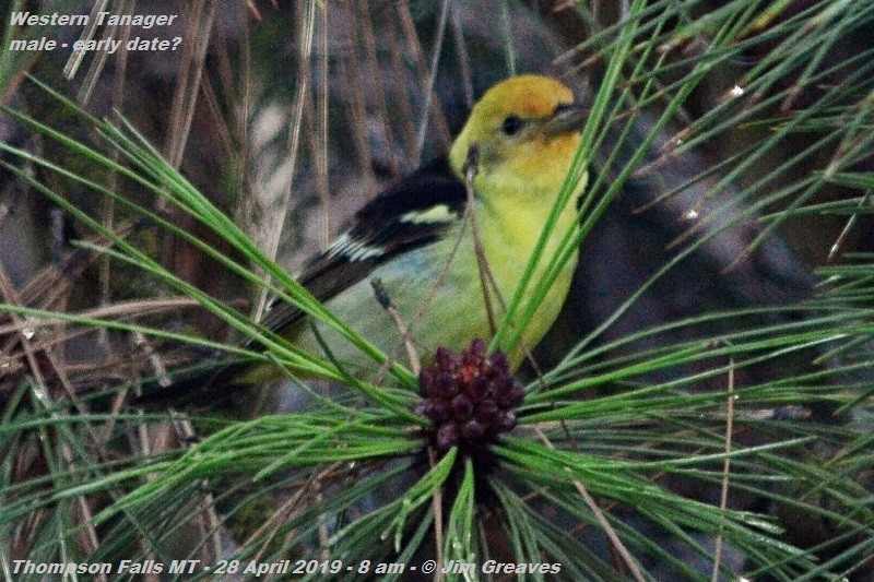 Western Tanager - ML154377381