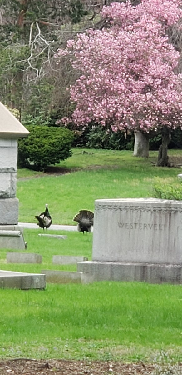 Wild Turkey - ML154378841