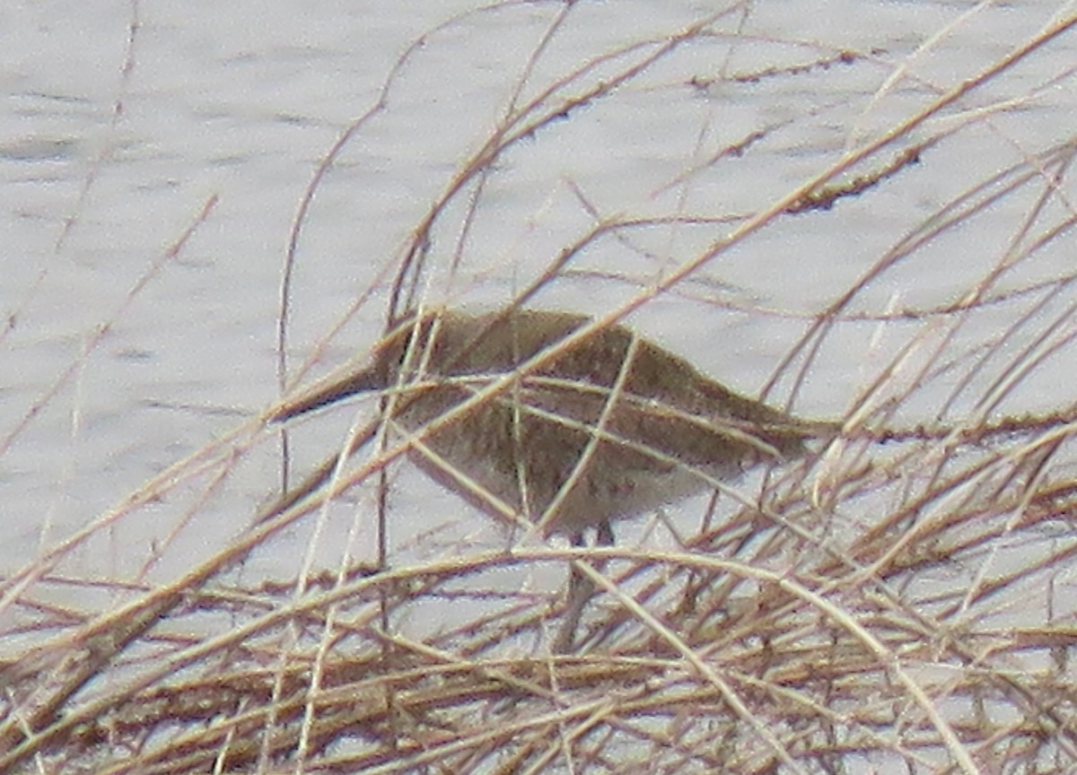 Willet - ML154381961