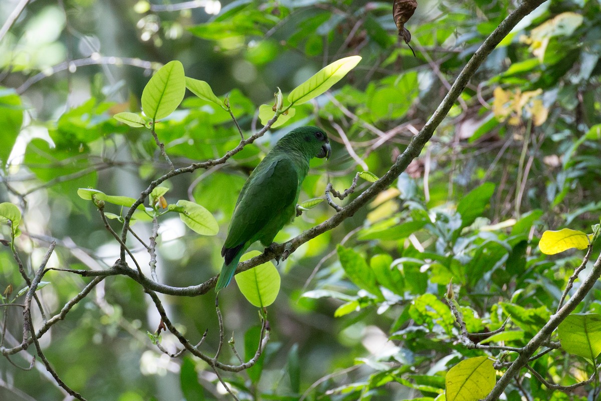 Black-billed Parrot - ML154382651