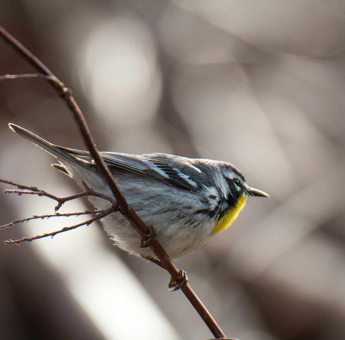 lesňáček zlatohrdlý - ML154383191