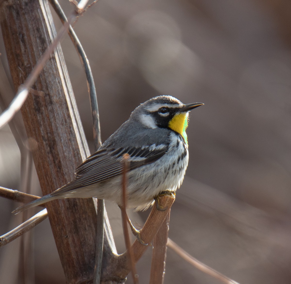 Yellow-throated Warbler - Lee Langenfeld