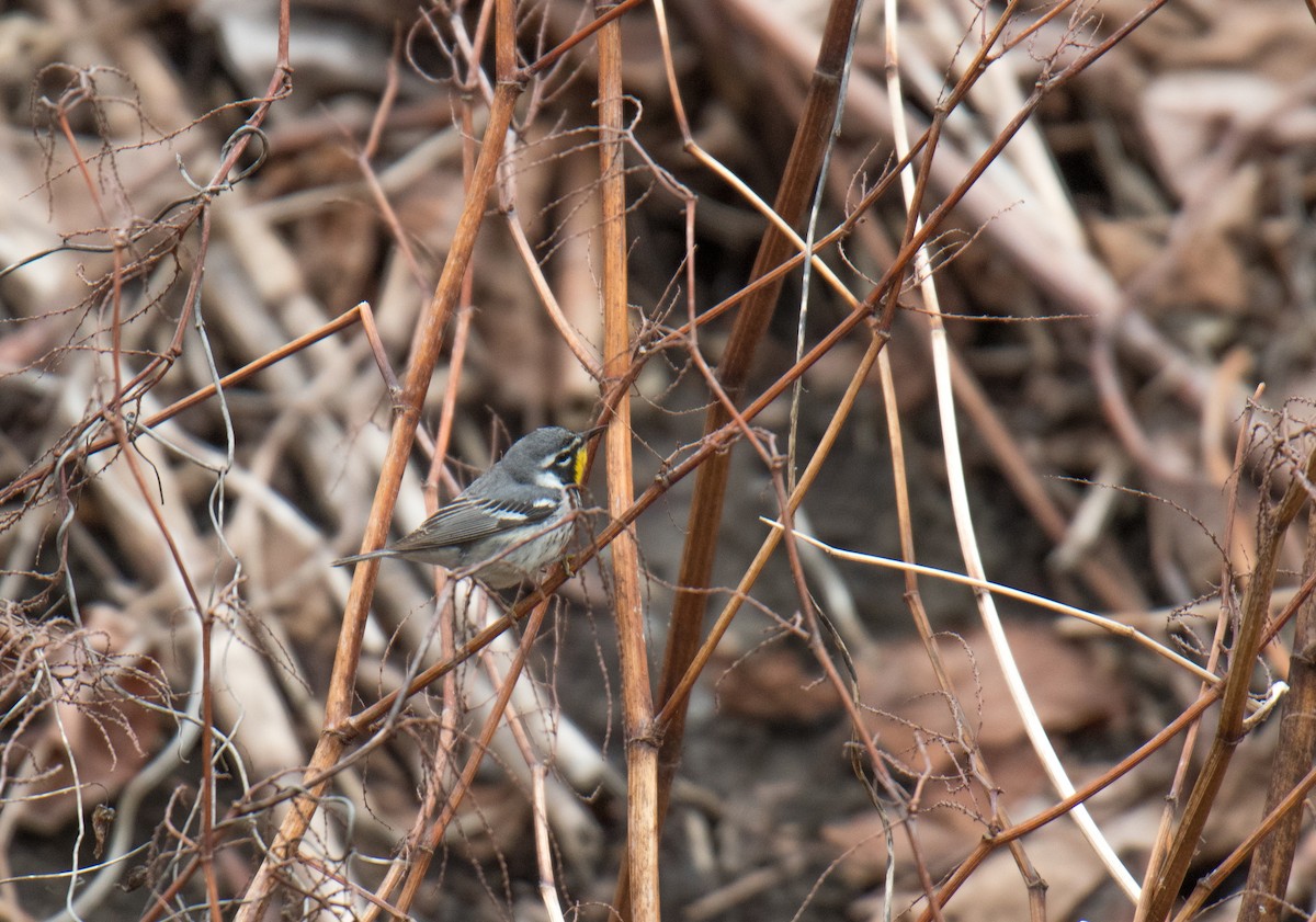 lesňáček zlatohrdlý - ML154383211