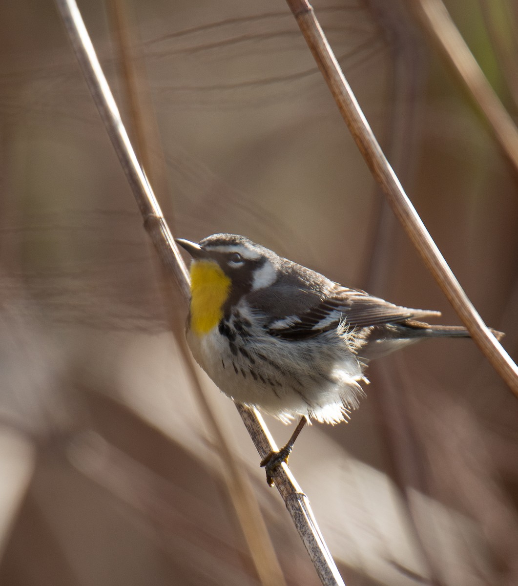 lesňáček zlatohrdlý - ML154383221