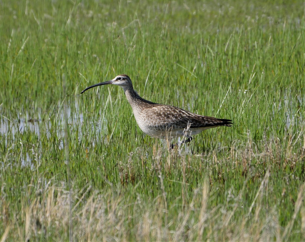 Whimbrel - Mike Malmquist