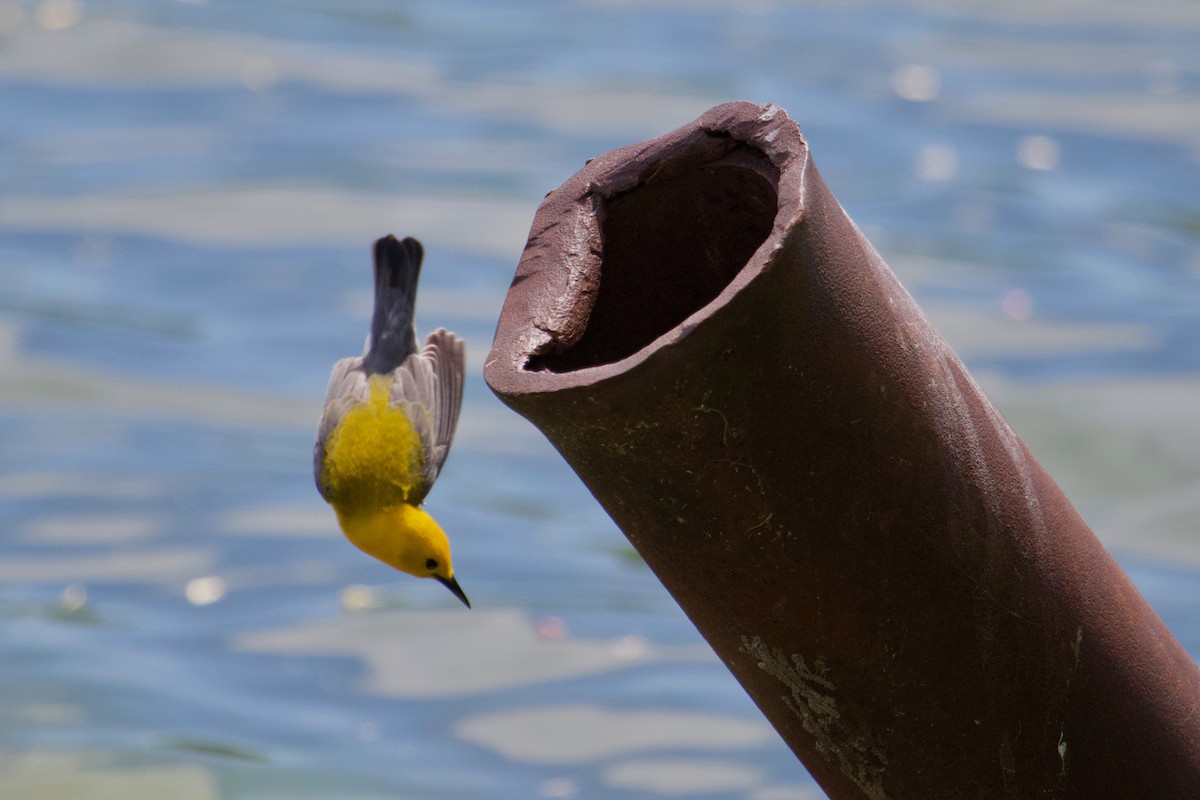 Prothonotary Warbler - Owen Krout