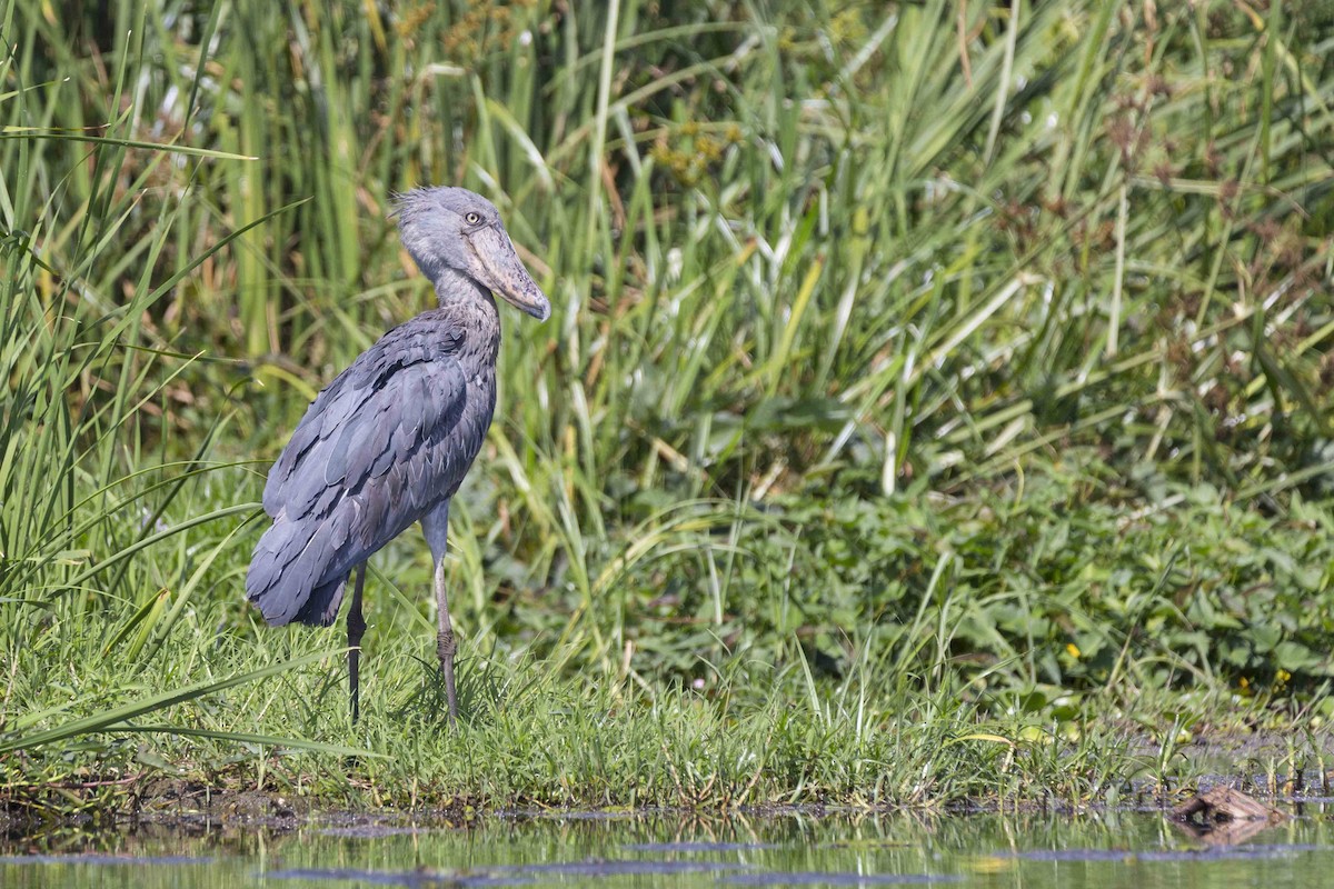 Shoebill - ML154387201