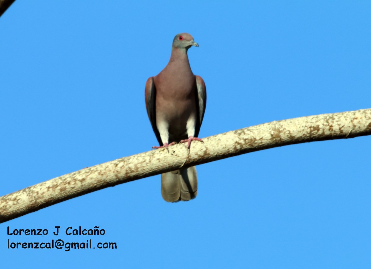 Pale-vented Pigeon - ML154388181